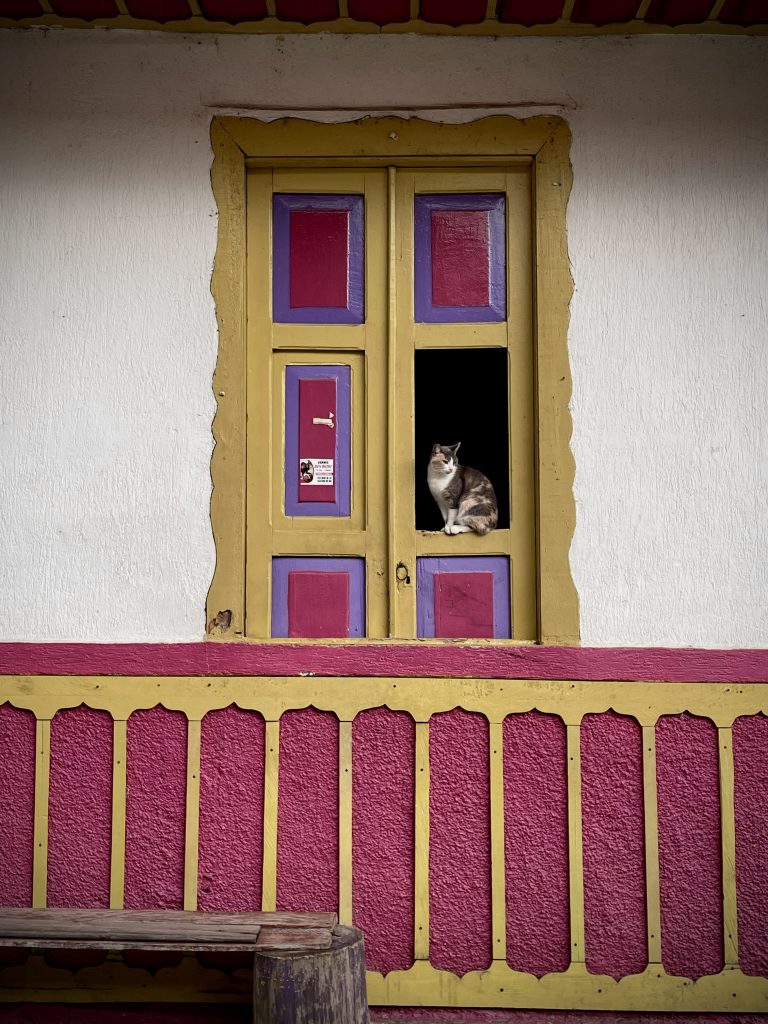 ruelle colorée colobie